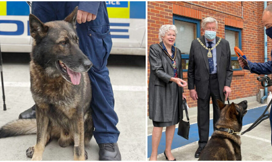 Police Dog Returns to Duty After Being Stabbed 5 Times in the HEAD – Gets a Hero’s Welcome