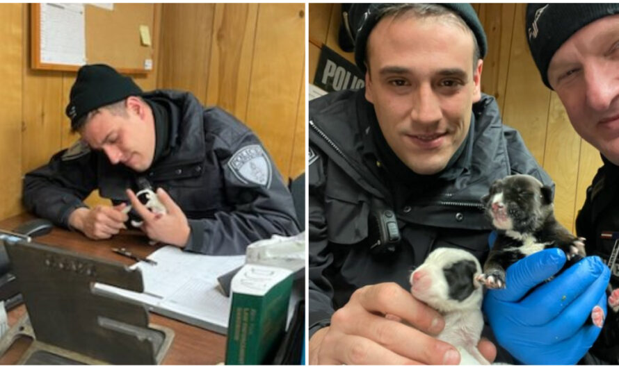 Police Officers Spend Thanksgiving Helping Newborn Puppies Separated From Their Momma