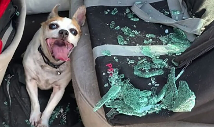 Police Smash Car Window to Save Dog Who Was Left in a Hot Car with 123-Degree Heat