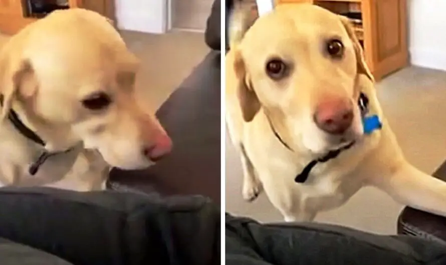 Super Polite Dog Taps Man’s Leg To Let Him Know That He’s Sitting In His Spot