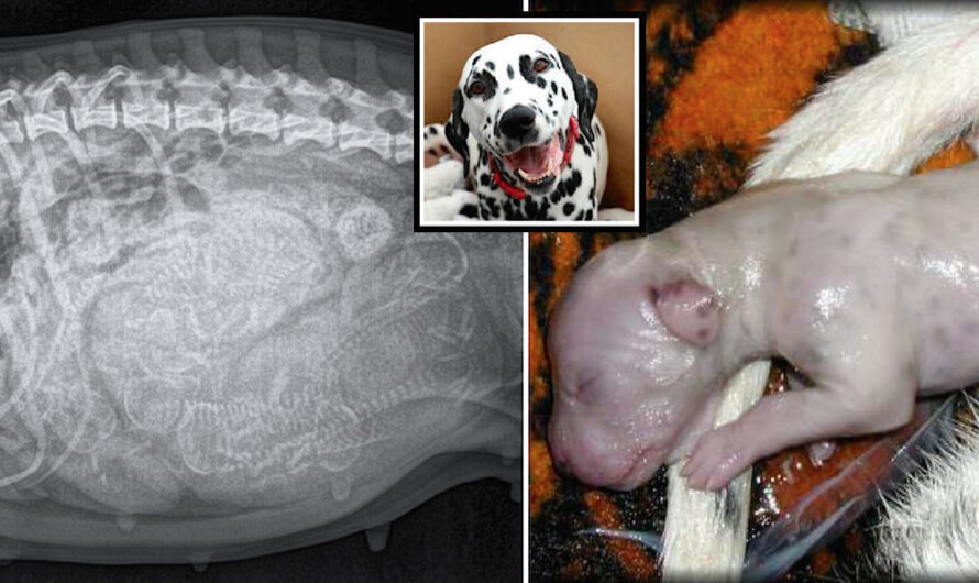 Dalmatian Expecting Only 3 Puppies Gives Birth to a Whopping World Record Litter of 18