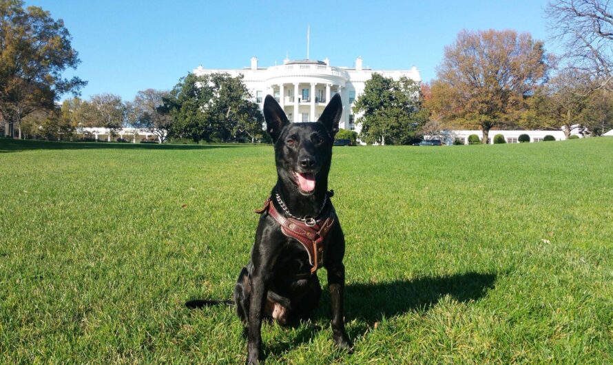 For the People: Presidential Dogs in America