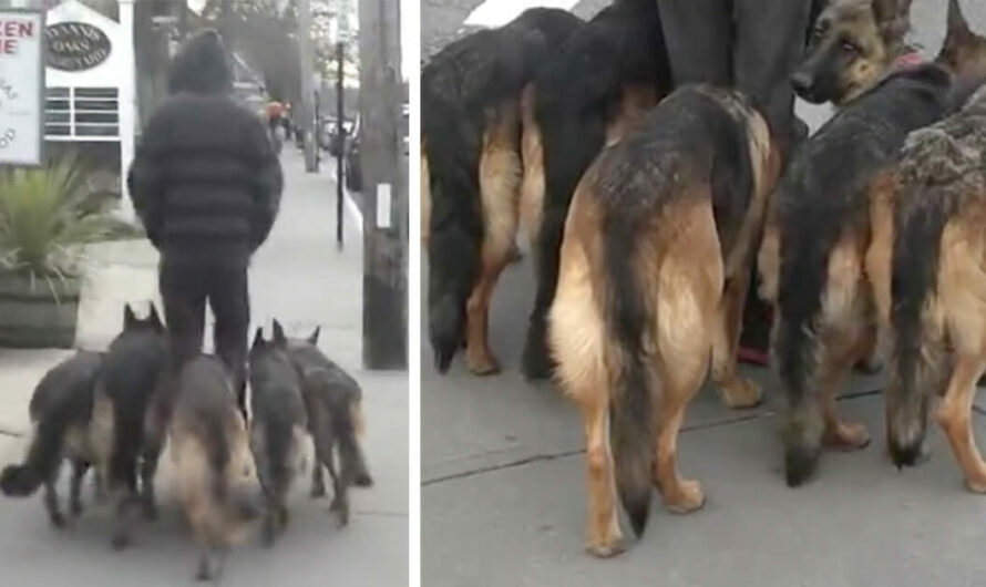 Unleashed dogs obediently follow owner – but a closer look reveals all may not be as it seems