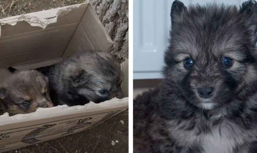 Ukrainian man spots box on the side of the road with puppies inside