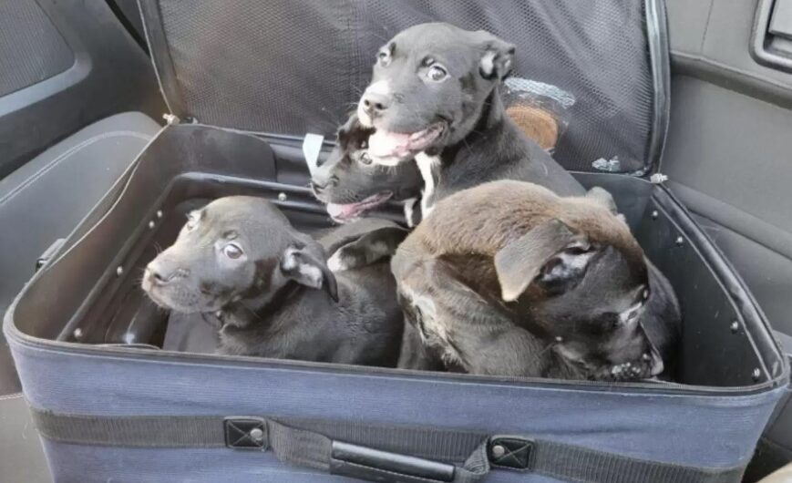 Couple Noticed A Suitcase Wriggling On The Highway And Discovers It Is Filled With Puppies