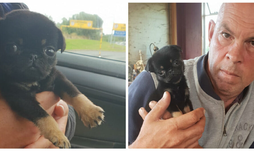 Five-Week-Old Pug Puppy Abandoned in Plastic Bag Ends Up Being Adopted By His Rescuer