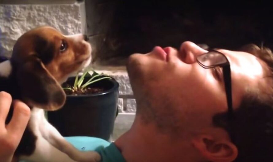 Dad Teaches Beagle Puppy How To Howl And It’s An Absolute Day Maker