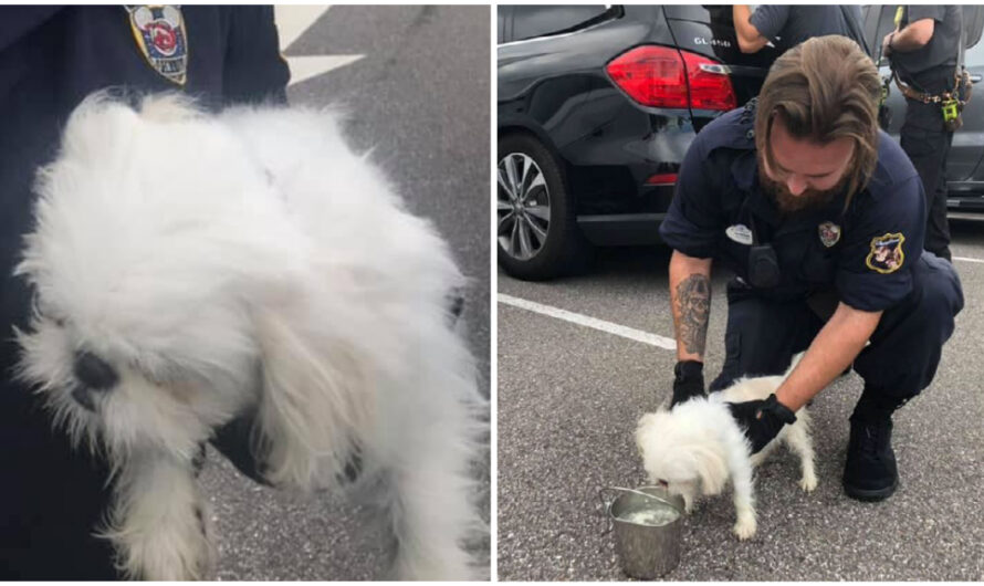 Puppy Found Left in Locked Car in Disney World Parking Lot While Owners Enjoyed Park