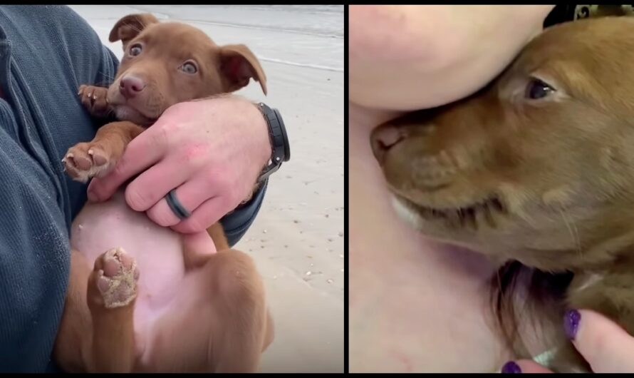 Puppy Found On Interstate Flashes Heart-Melting Grin When Rescuer Talks To Her