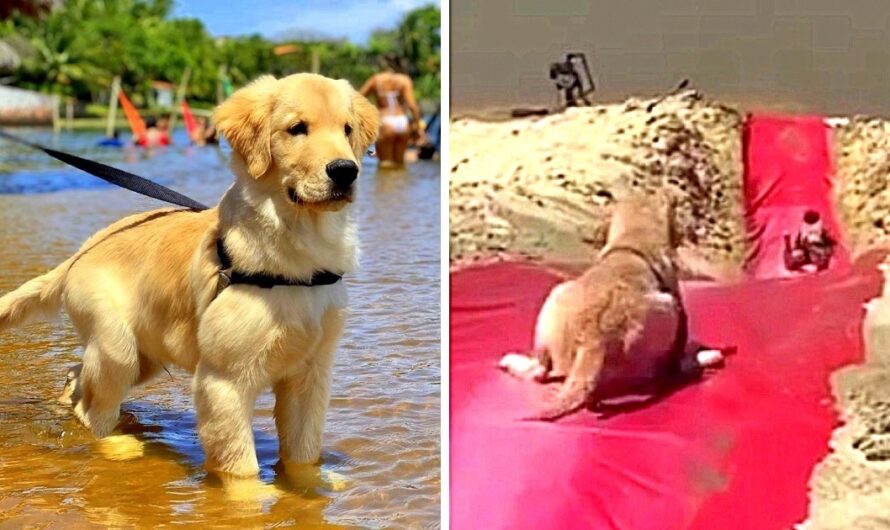 Puppy Falls In Love With Beach Waterslide & Demands To Have His Own Turn Too