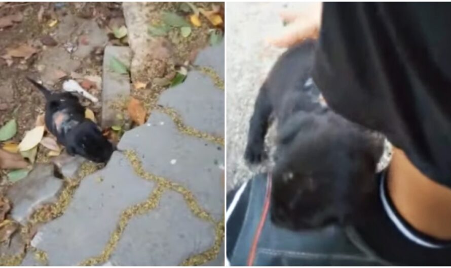 Tiniest Wounded Puppy Hears Her Voice, Comes Into Yard & Then This Happens