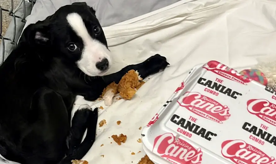 Animal rescue discovers their sick puppy will only eat one thing: chicken fingers