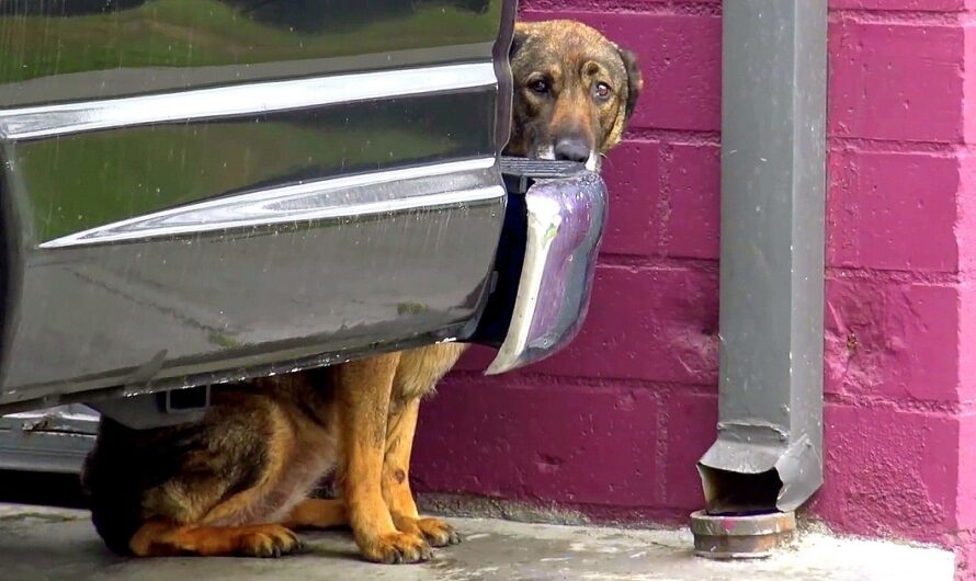 Homeless German Shepherd “Cries Like A Human” Whenever Anyone Gets Too Close