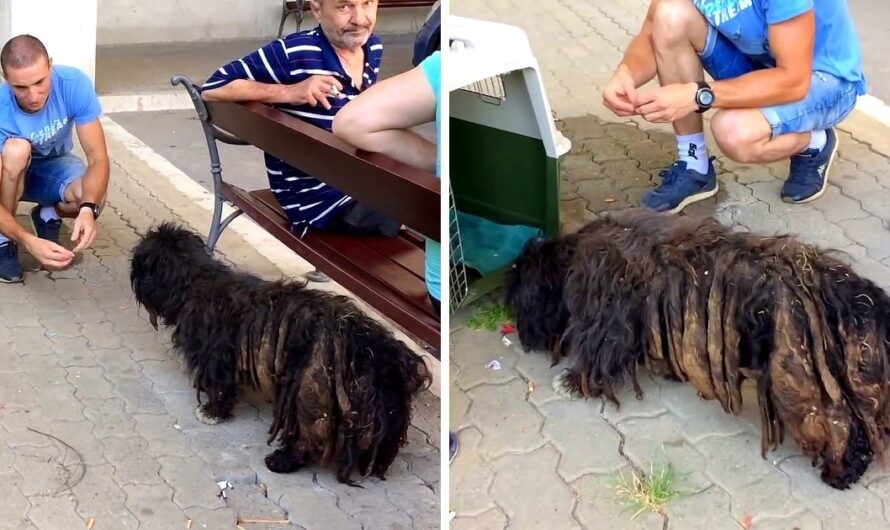 Abused Dog Had So Much Matted Fur They Couldn’t Tell How Big He Was Underneath