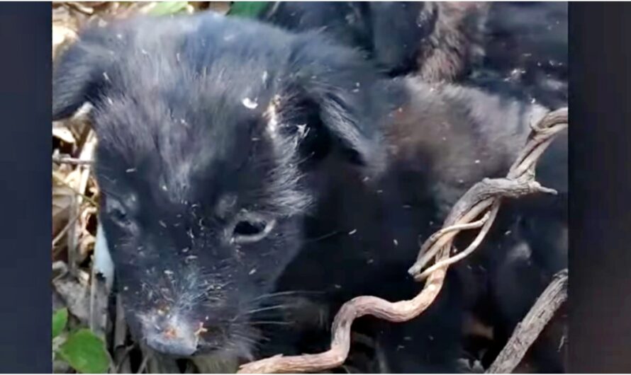 Rejected Pups Huddled Together As One Tried To Blink Away Fleas From His Eyes