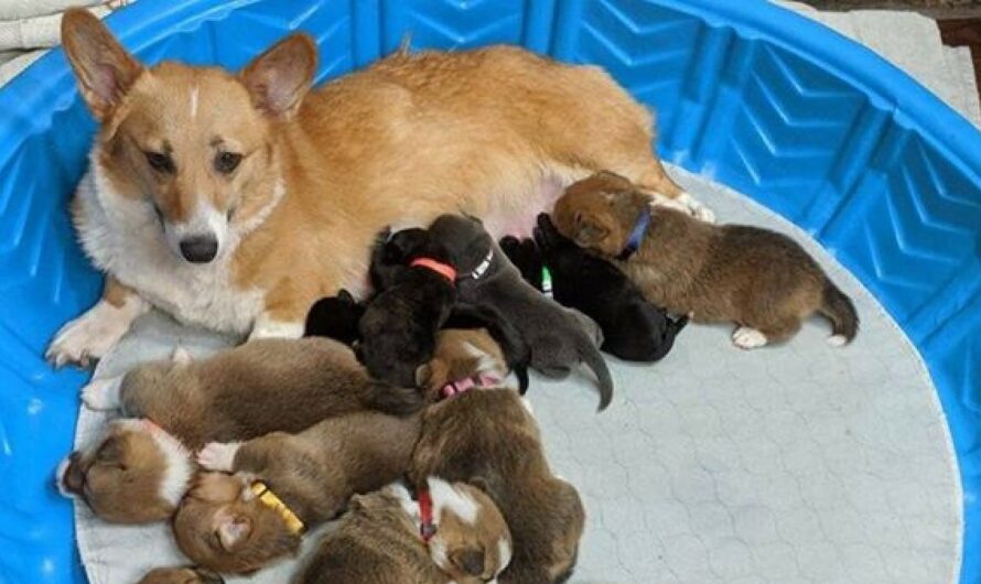 Rescue Corgi Mom ‘Adopts’ Orphaned Pit Bull Puppies As Her Own