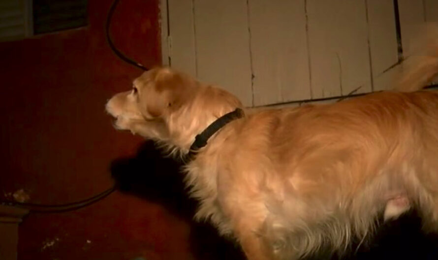 Rescue Dog Senses Danger In The Wall And Wakes Dad In The Middle Of The Night