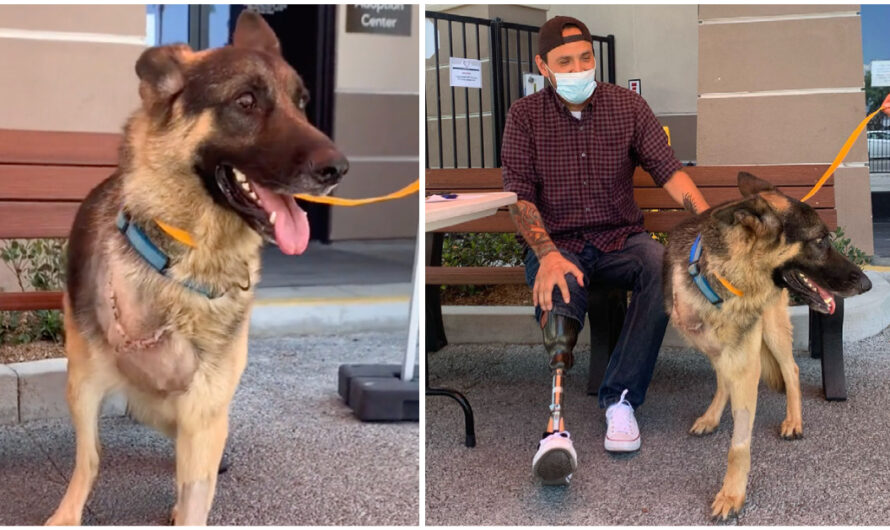 Three-Legged Rescue Dog Gets Adopted By Veteran Who Also Lost A Leg