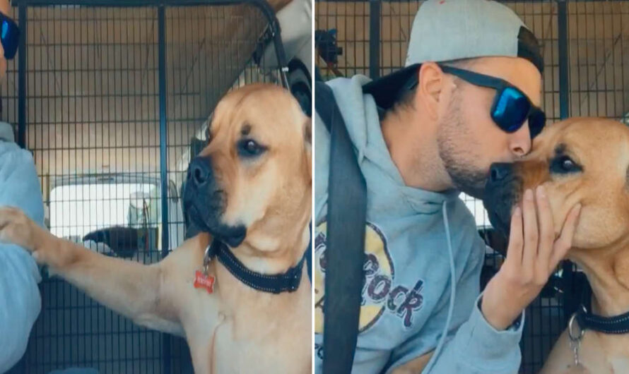 Rescue Dog Won’t Let Go Of His New Dad’s Hand