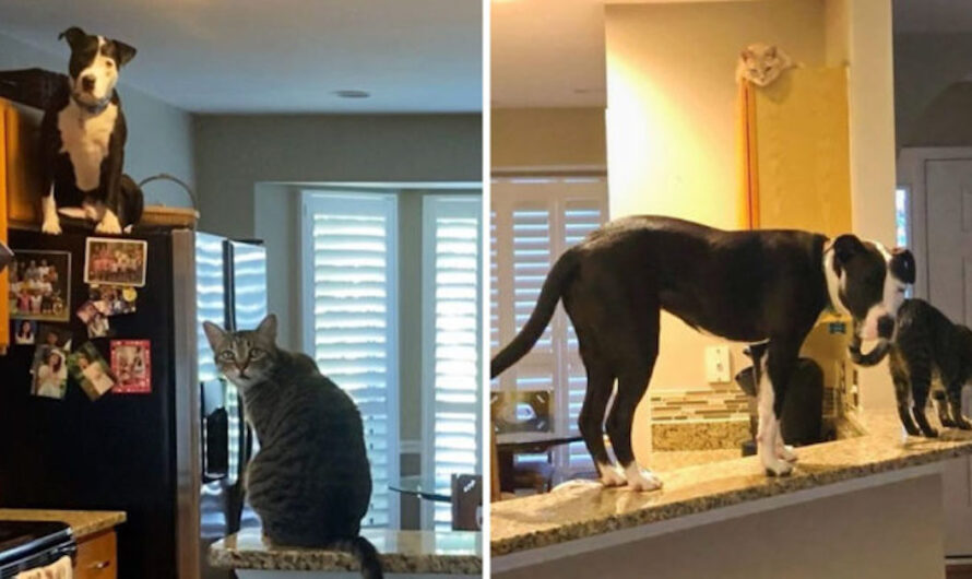 Rescue Pit Bull Thinks He’s A Cat, And Even Climbs On Top Of The Fridge