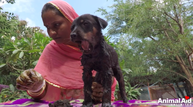 rescue puppies covered in tar 4