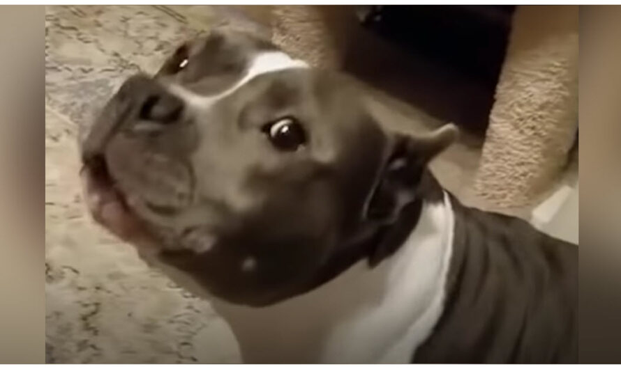 Pit Bull Has Nonstop Conversations With Her Dog Mom