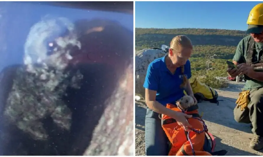 Dog Trapped In Narrow Rocky Crevice Rescued Unharmed After Five Days Without Food Or Water