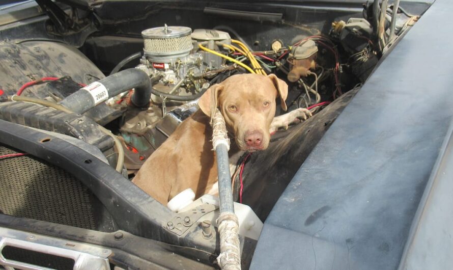 Rescuers save dog trapped inside car engine — now she’s looking for a forever home