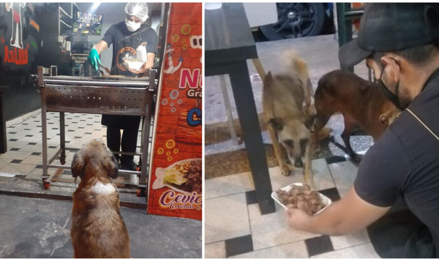 Kindhearted Restaurant Owner Prepares A Free Meal For Every Stray Dog Who Visits