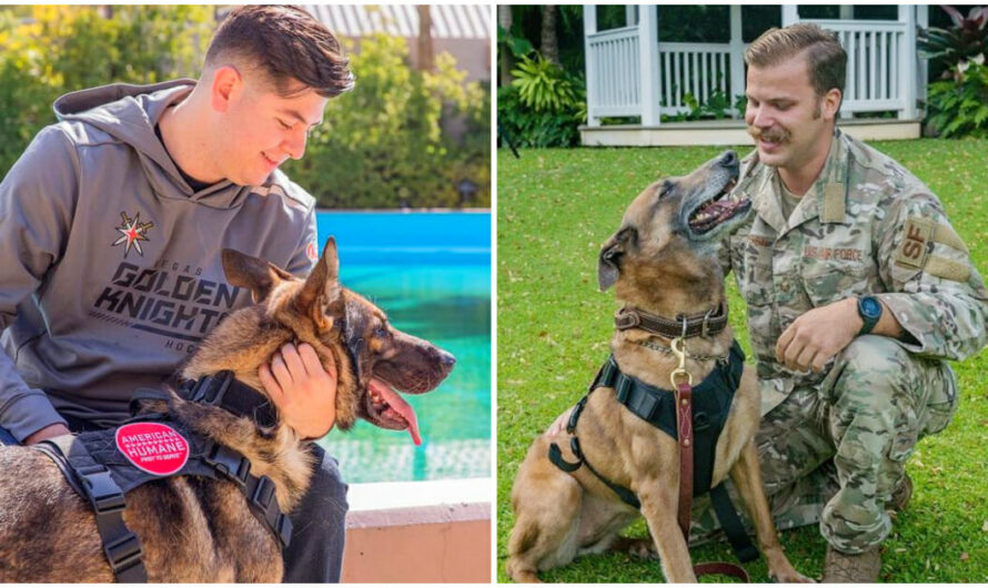 Retiring Military K9s Return Home — and Get Reunited with the Handlers They Worked with Overseas