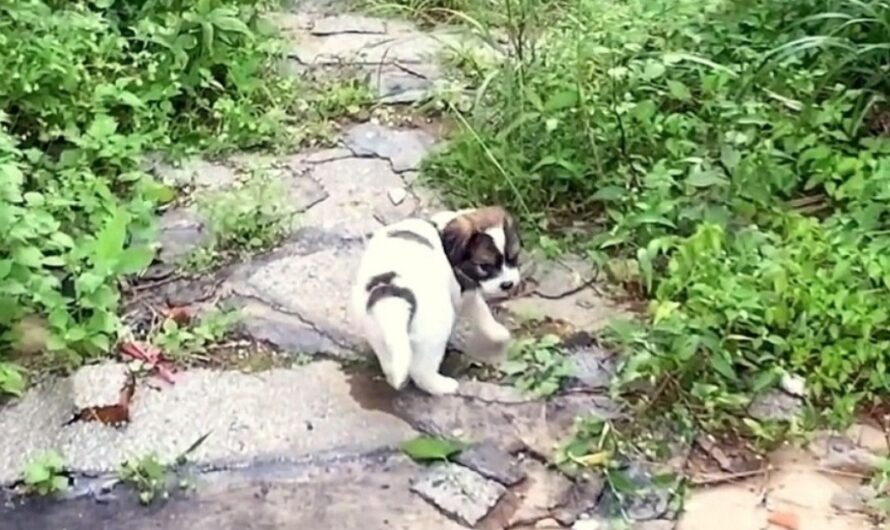 Stray Puppy Sees A Stranger And Asks Her To Follow Him Through A Deserted Path