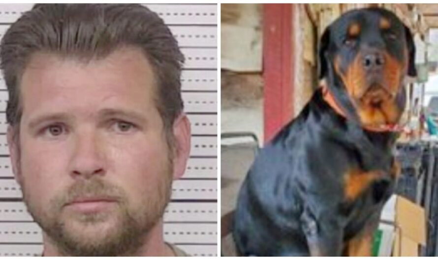 Gentle Giant Rottweiler Gives All To Prevent Robber From Entering Country Store