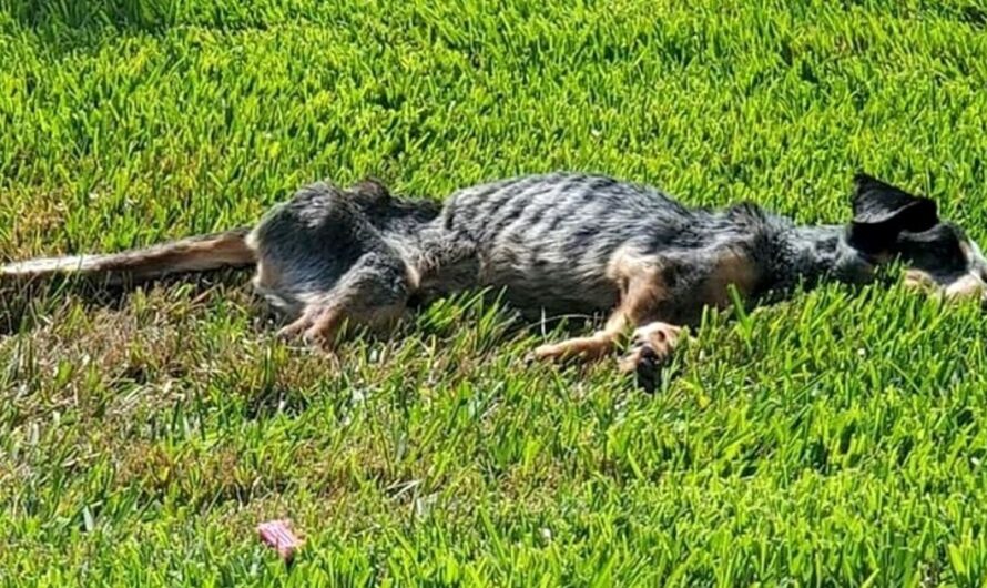 Family Couldn’t Afford To Feed Their Dog Anymore, So He Wasted Away To His Bones