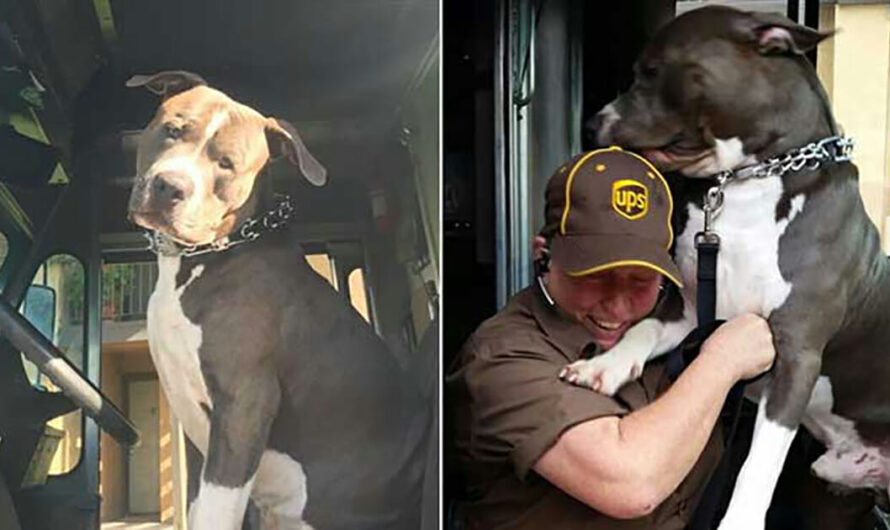 UPS driver, who forms bond with pit bull while on delivery route, adopts him after owner dies