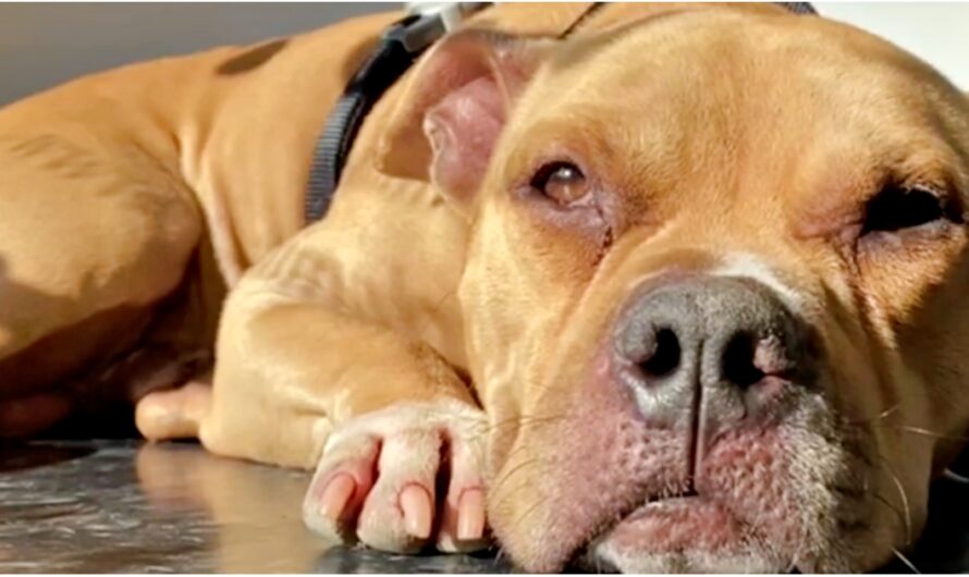 Paralyzed Pit Bull Ditched At Kill-Shelter To Be Euthanized Had Only 1 Wish