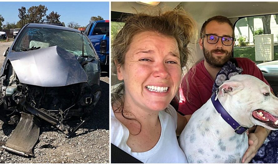 Couple Reunites With Lost Dog After She Was Ejected From Car Window During Crash