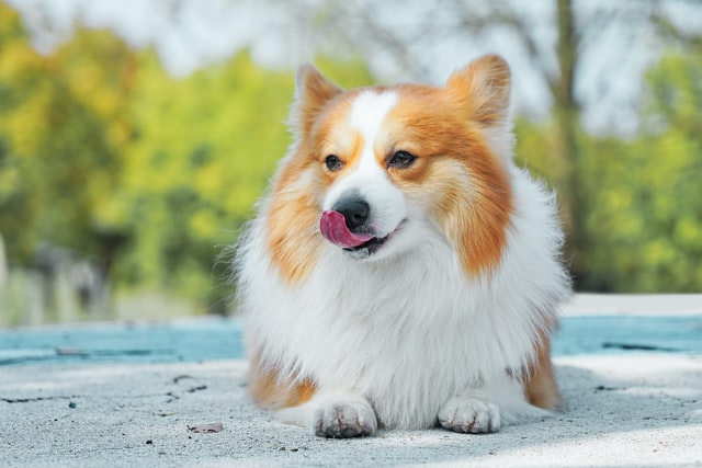 royal dog breeds welsh corgi