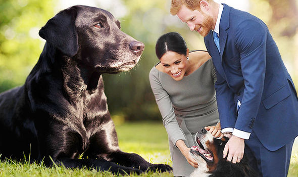 royal dog owners meghan and harry