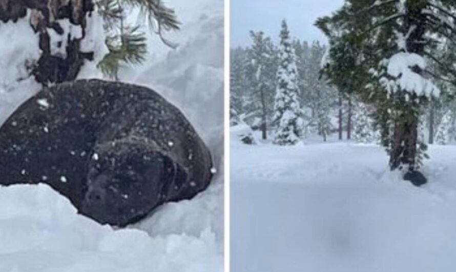 Rescuers Save Dog Missing For 4 Months And Found Stuck In 5 Feet Of Snow