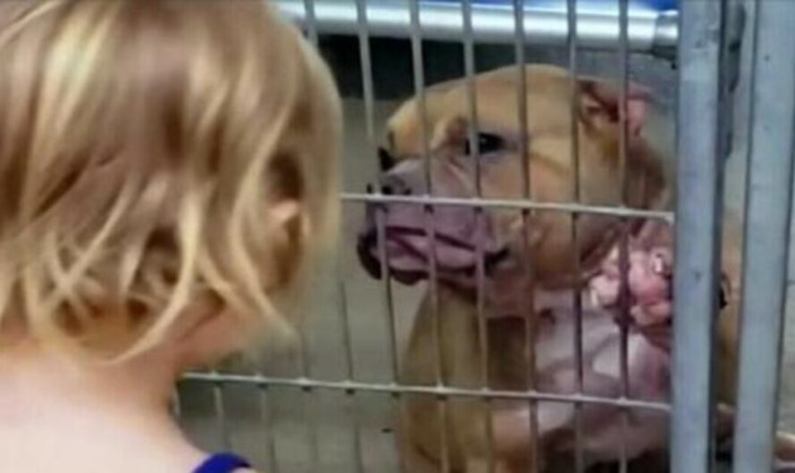 A 2-year-old girl met a sick pitbull at an animal shelter and refused to leave without the loving animal