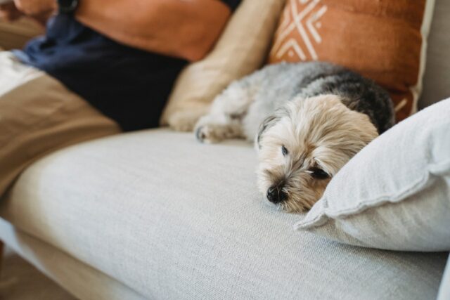 sad sick dog on sofa