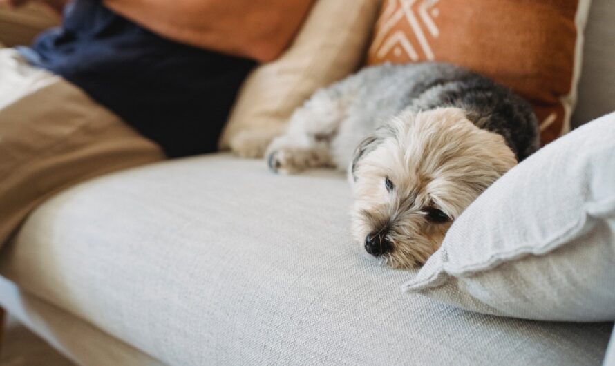 5 Warning Signs Your Dog May Be Sick