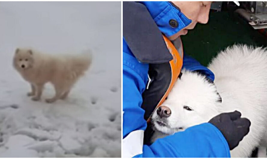 Russian Sailors Rescue Lost Dog Stranded on Arctic Iceberg