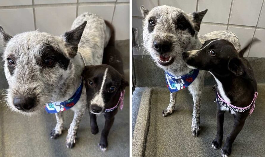 Stray Puppy Heroically Saves Her Friend From Suffocating And Biting Ants