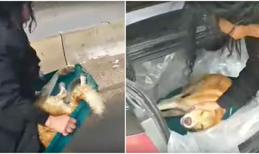 Woman Shuts Down Highway To Pick Him Up And Save A Dog’s Life