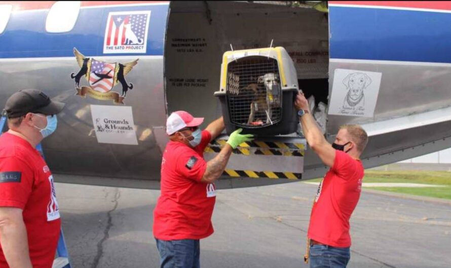 They Open The Door Of The Plane After A Long Trip And 130 Cats And Dogs Run To Their New Parents