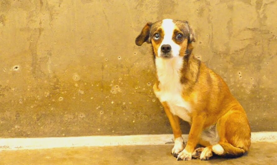 Scared Dog Never Wagged Her Tail Until She Met Her Foster Dad