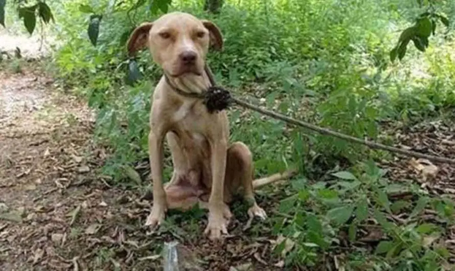 Tied to a tree, left to die: yet the pit bull never stopped protecting its precious secret