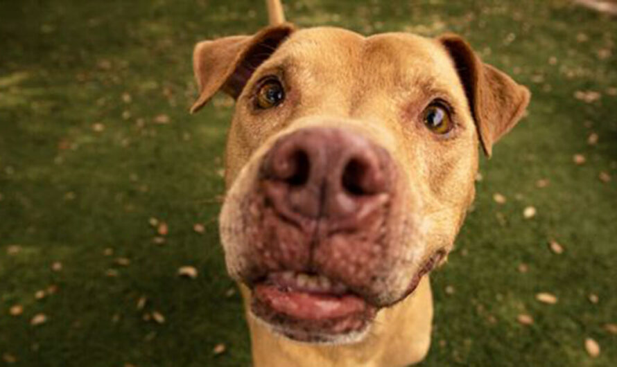 Longest Resident Senior Dog At Shelter Finally Gets Adopted & Finds A Forever Home