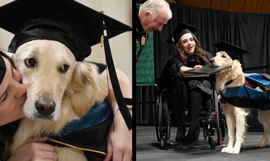 Service Dog Gets His Own Degree After Helping Owner Through Grad School